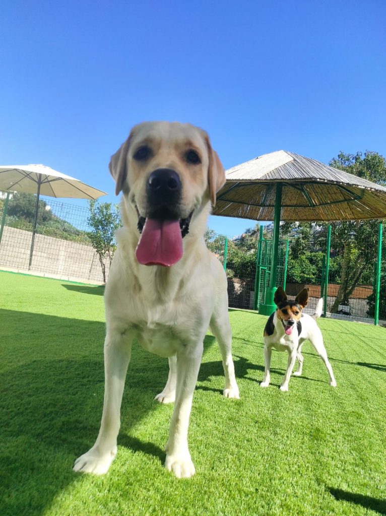 Perros - La Casona de Wendy