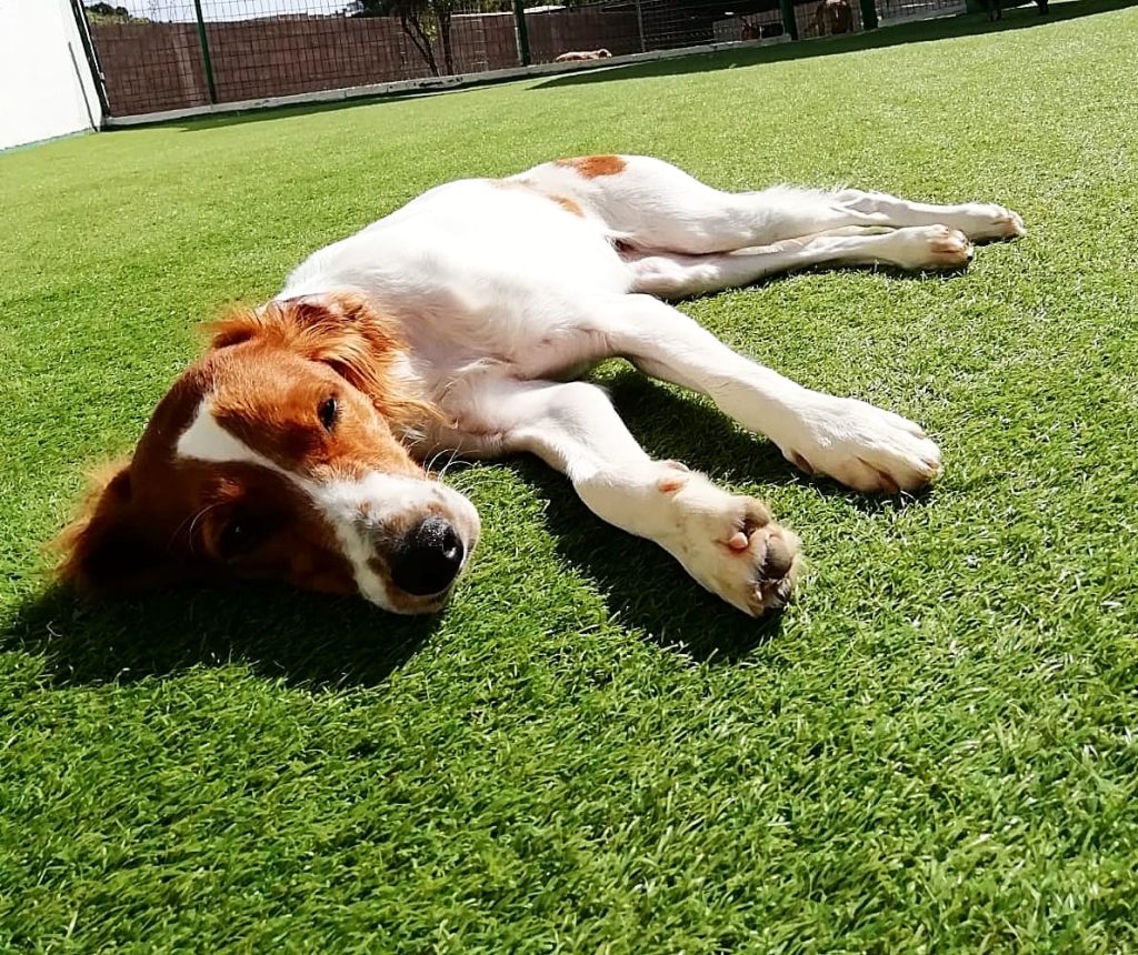 Desparacitacion Canina